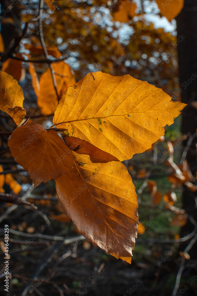 Golden autumn leaves in the park. Bøk, Fagus sylvatica. Vertical. Golden autumn leaves in the park. Bøk, Fagus sylvatica. Vertical.