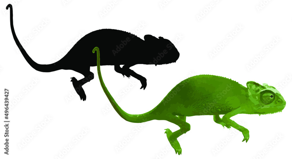 Green chameleon and his silhouette isolated on white background. Vector illustration. Green chameleon and his silhouette isolated on white background. Vector illustration.