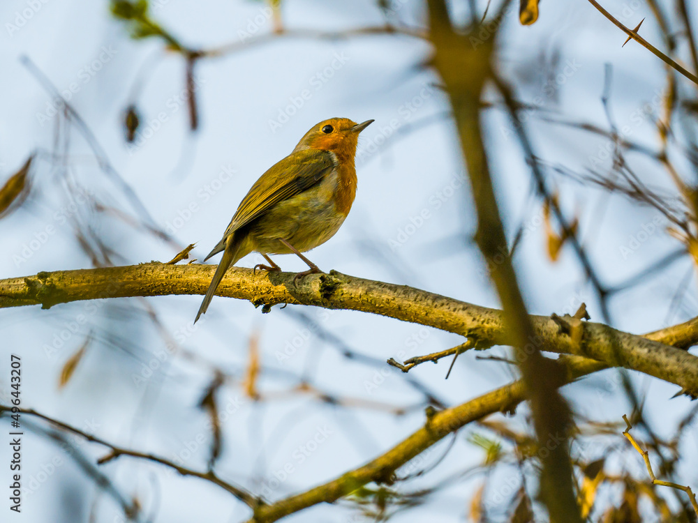 Robin perching on the tree branch on blue blurred background Robin perching on the tree branch on blue blurred background