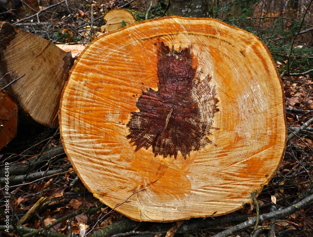 Buche; Rotbuche; Fagus sylvatica; Kernholz; Stammquerschnitt; common beech heartwood; Buche; Rotbuche; Fagus sylvatica; Kernholz; Stammquerschnitt; common beech heartwood;