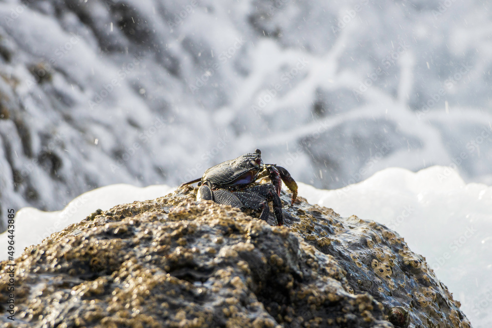 Le crabe Le crabe