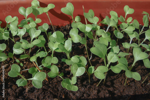 white cabbage seedlings grow in the ground in close-up