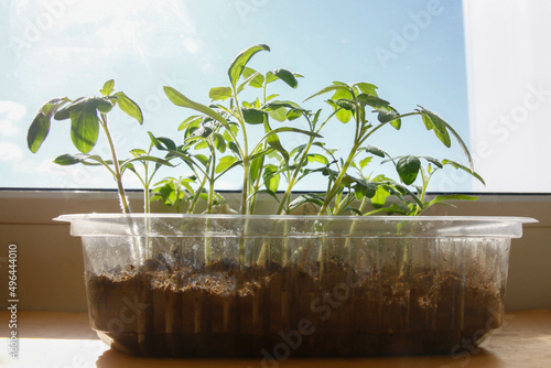 tomato seedlings close to the window on the sky background