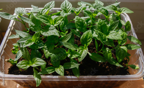 sweet pepper seedlings close-up in a plastic tray
