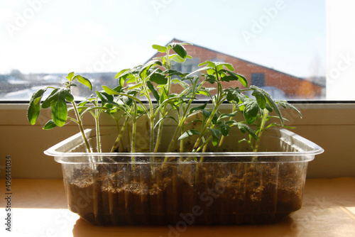 tomato seedlings close to the window on the background of a village house