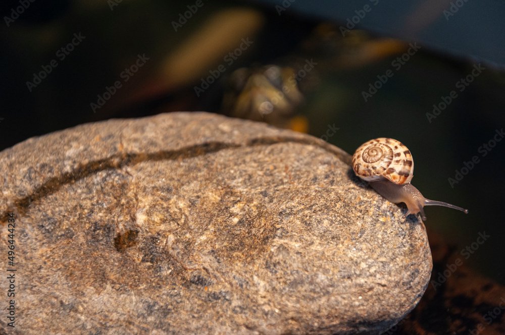 Lumaca su roccia con tartaruga alle spalle