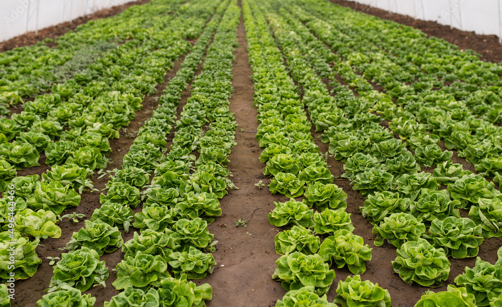 Fresh organic lettuce green salad seedlings in a greenhouse Fresh organic lettuce green salad seedlings in a greenhouse