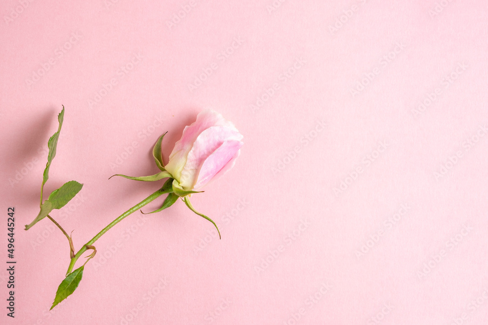 Fototapeta premium Rose flower for Women's Day, Mother's Day, Valentine's Day, Wedding Day on pink background with copy space.