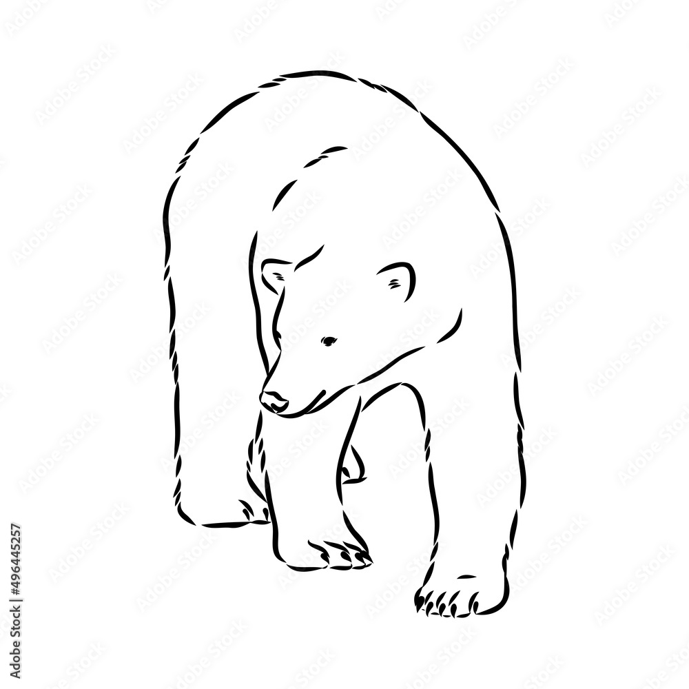 Obraz premium Polar bear illustration, drawing, engraving, ink, line art, vector