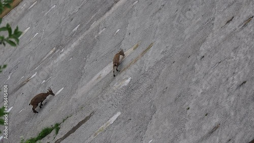 Alpine ibexes climb the steep walls of the Barbellino dam to lick the saltpetre, an efflorescence that forms on concrete buildings. Orobie alps. Italian alps. Wonders of nature