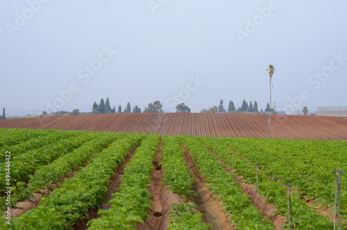 Photography Israeli agriculture