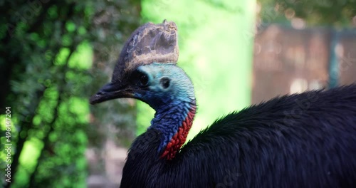 1 large cassowary name Casuarius casuarius with a large bony outgrowth on the head with a blue head