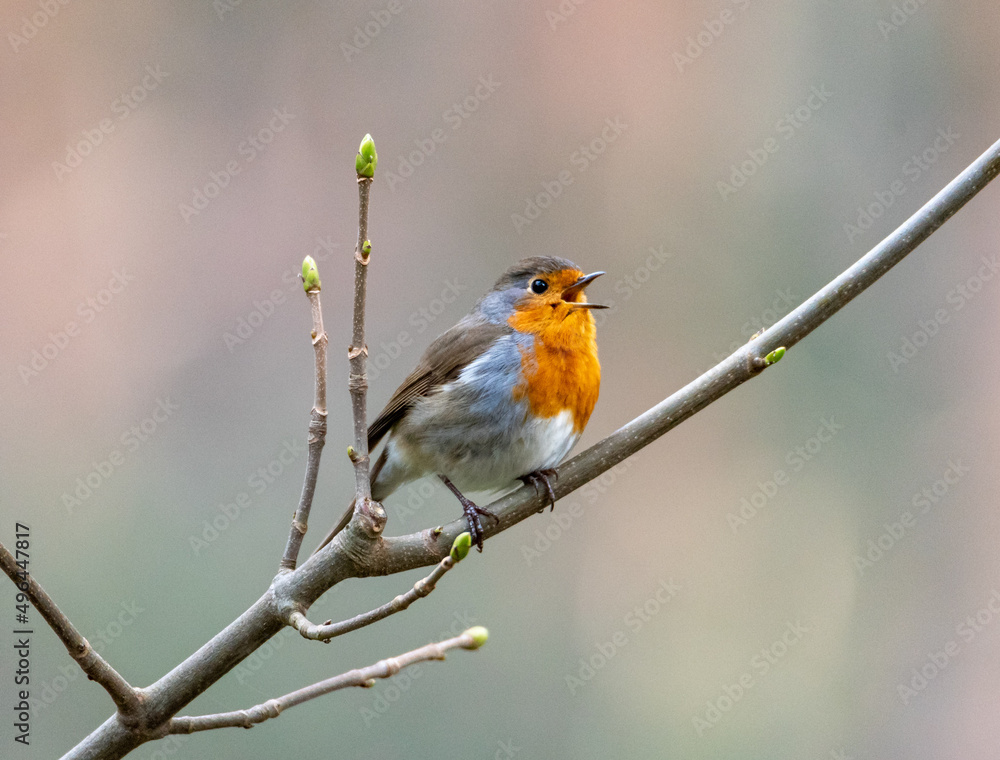 robin on a branch robin on a branch