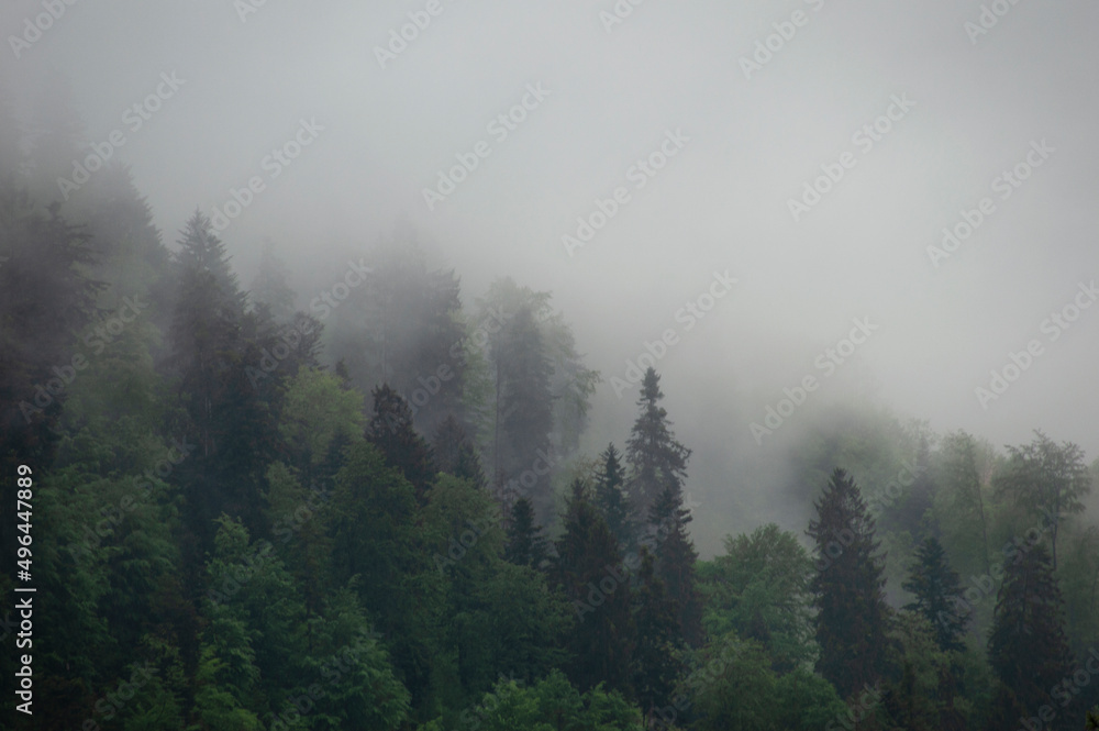 Wald in Nebel bei Regen Wald in Nebel bei Regen