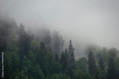 Wald in Nebel bei Regen © Jonathan