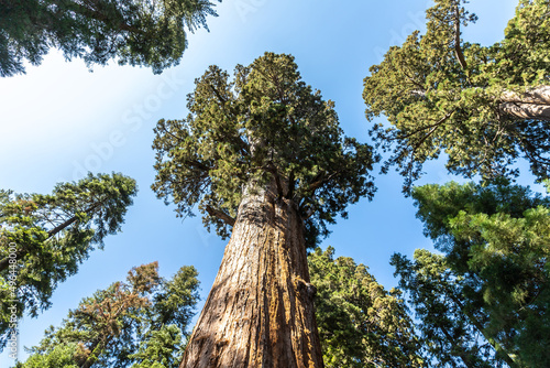 Sequoia National Park in California © Sergii Figurnyi