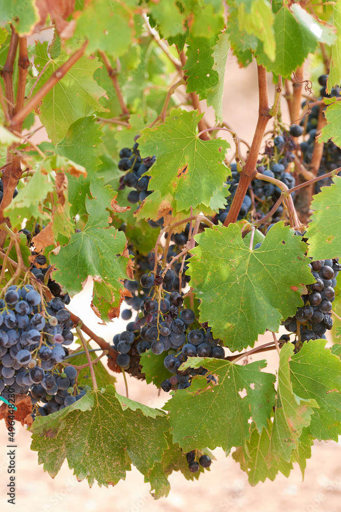 A few ripe bunches of red grapes