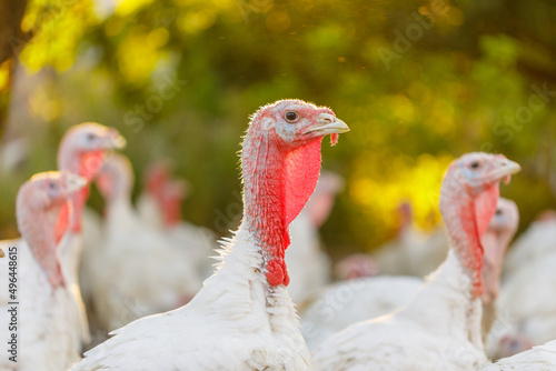turkeys roam freely on a free range farm on green grass, farming concept 