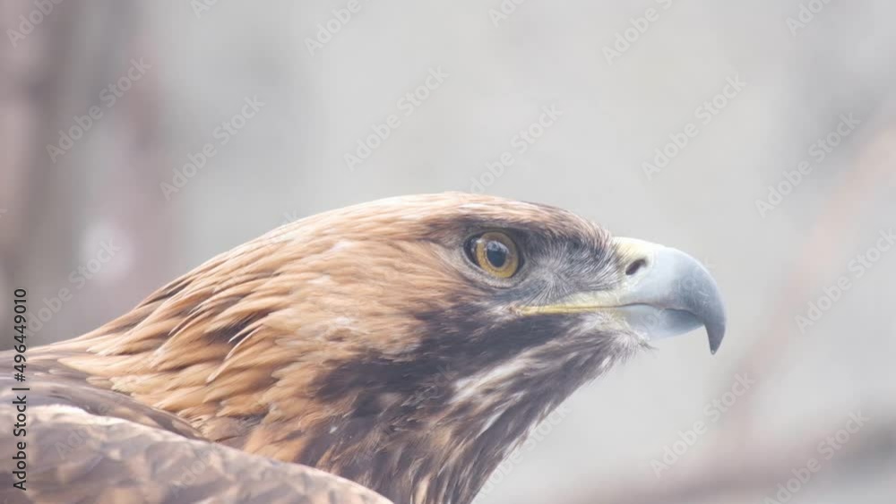 slow motion. bird portrait. this is a white-tailed eagle. only the head is visible - beak and eyes and a few shoulders. he looks to the right, blinks, once slightly opens his beak slow motion. bird portrait. this is a white-tailed eagle. only the head is visible - beak and eyes and a few shoulders. he looks to the right, blinks, once slightly opens his beak