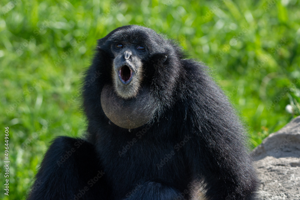 Siamang (Symphalangus syndactylus) a loud black gibbon from Thailand, Malaysia and Indonesia Siamang (Symphalangus syndactylus) a loud black gibbon from Thailand, Malaysia and Indonesia