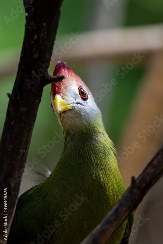 A red-crested turaco (Tauraco erythrolophus) is a turaco, a group of African Otidimorphae birds in Angola in Africa photo