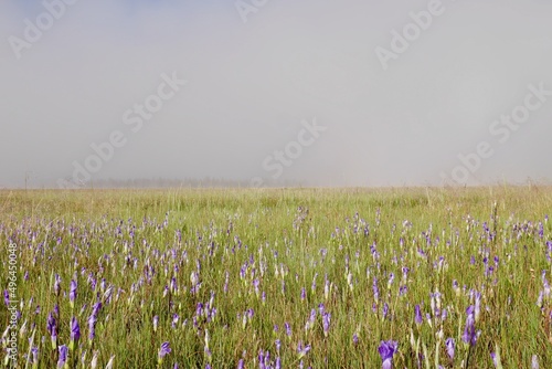 Meadow with blue flowers, misty background in Yellowstone National Park, Wyoming, USA.