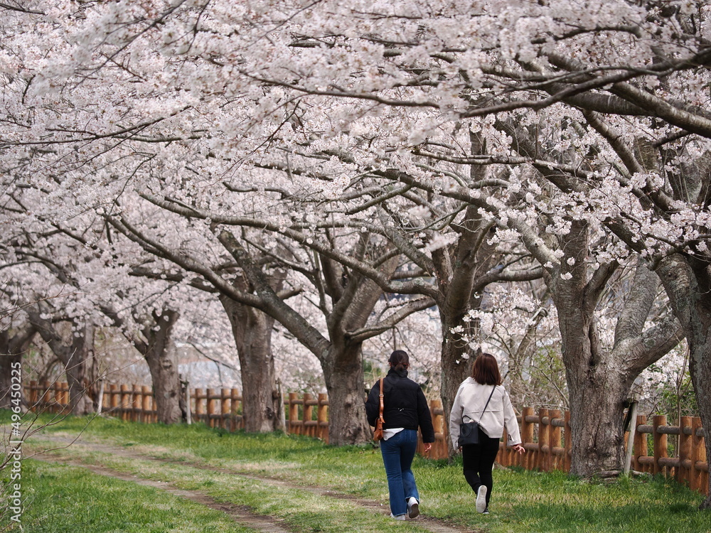 桜 桜