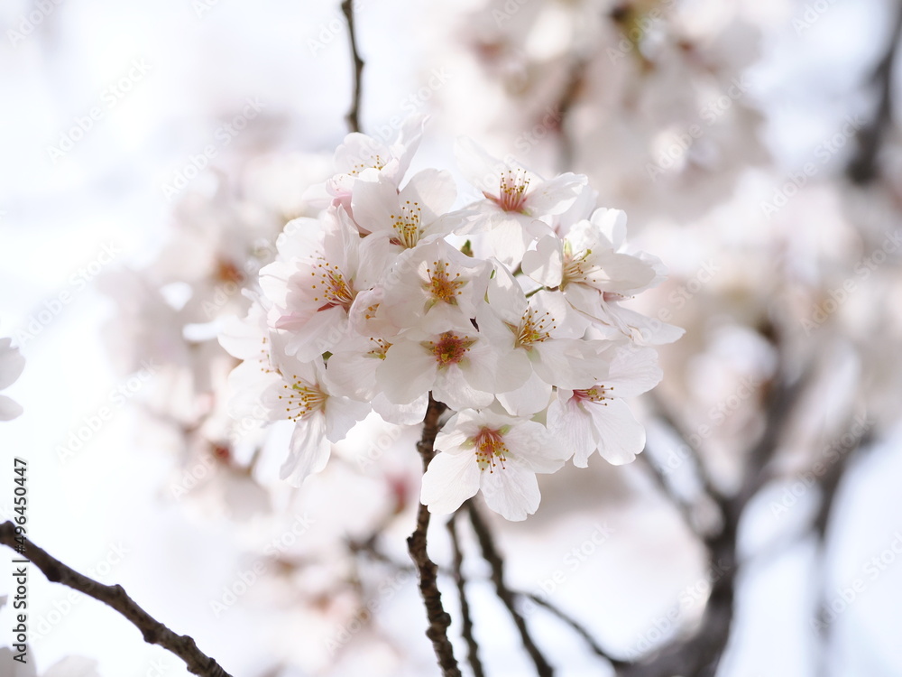 桜 桜