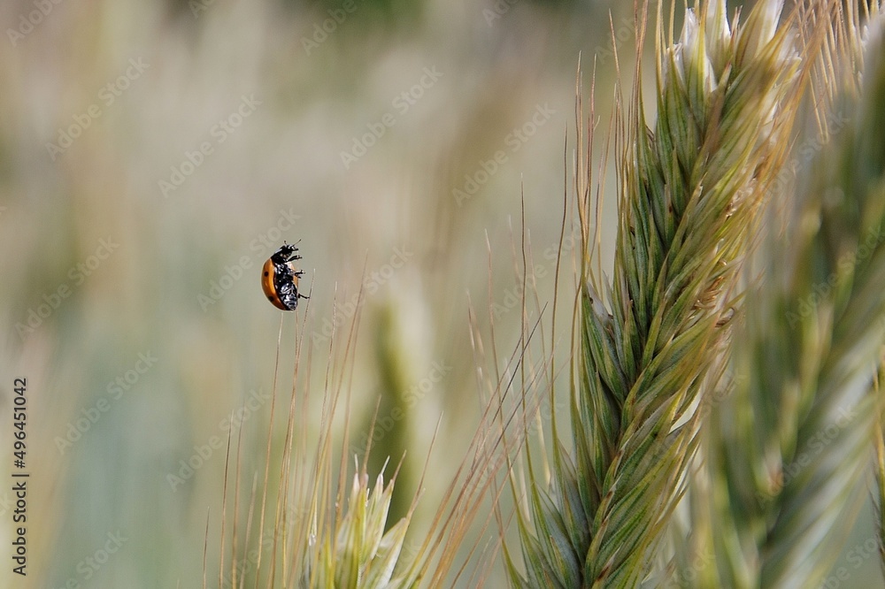 ladybird on a blade of grass ladybird on a blade of grass