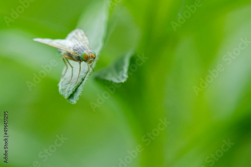 Wallpaper Mural Fly with beautiful eyes on a leaf Torontodigital.ca