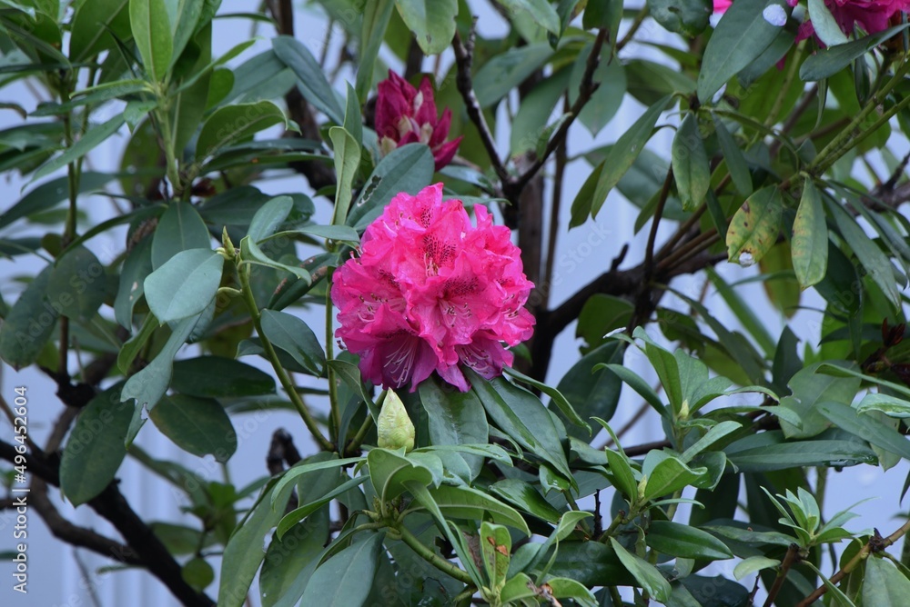 Foto de Rhododendron blossoms. Ericaceae evergreen toxic plants. The