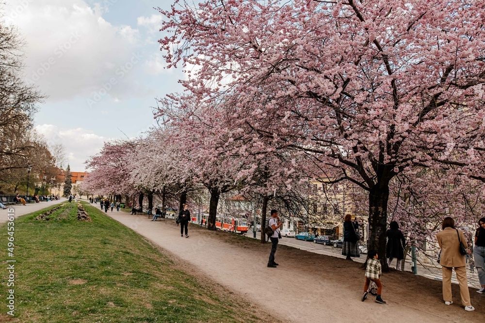 Różowe zakwitnięte drzewa w Centrum Pragi - obrazy, fototapety, plakaty 