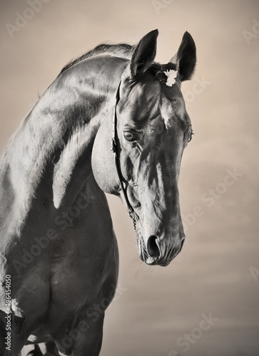 beautiful portrait of wonderful   sportive  stallion. photo