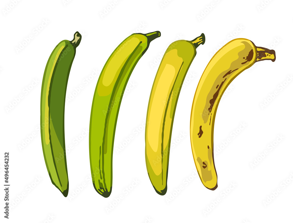 662_banana banana, a set of fruits of different maturity on a white background 662_banana banana, a set of fruits of different maturity on a white background
