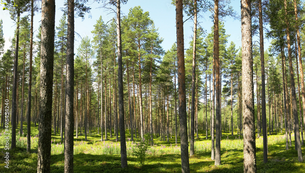 Pine trees in light forest Pine trees in light forest