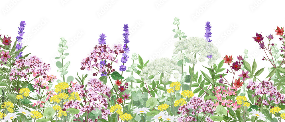 Meadow with wildflowers and medical herbs, seamless vector panoramic illustration. - obrazy, fototapety, plakaty 