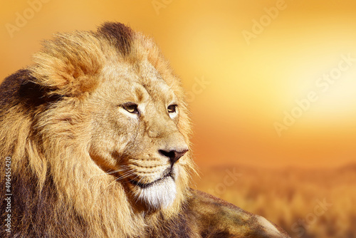Fototapeta Naklejka Na Ścianę i Meble -  African male lion , wildlife animal , Sunset in Africa