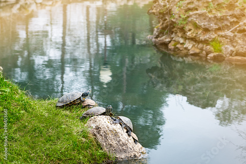 turtles on a stone in a pond  an island with animals in the water  a zoo