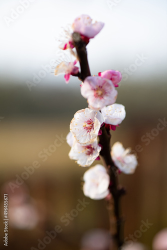 Fiori di albicocco photo