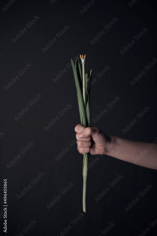 Female hands holding a sluggish flower. grey background. Leaves in hands. concept of aging Female hands holding a sluggish flower. grey background. Leaves in hands. concept of aging