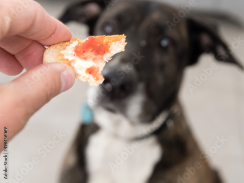 Maitre donnant une tartine à son chien