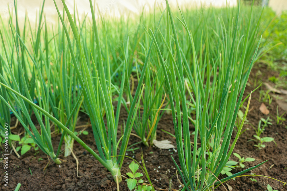 green onions growing in the garden. green onions growing in the garden.