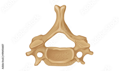 Sixth cervical vertebra. Wiew from above. Human anatomy atlas
