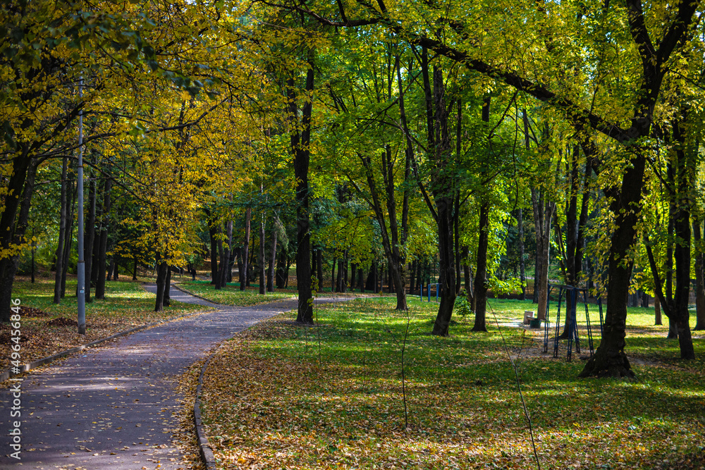 Fototapeta premium autumn beautiful yellow and orange leaves, urban autumn park