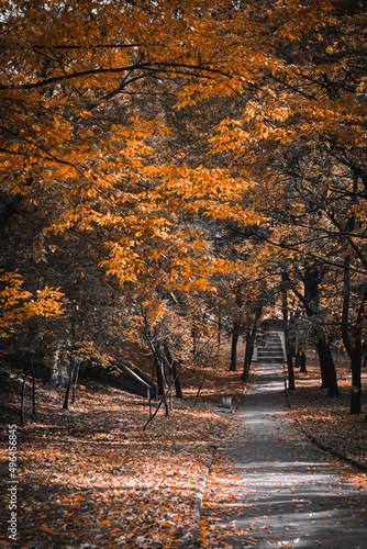 autumn beautiful yellow and orange leaves  urban autumn park  path in the park