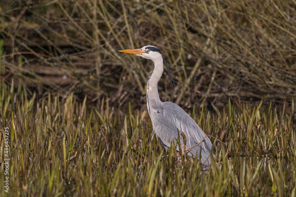 Naklejka premium Grey Heron