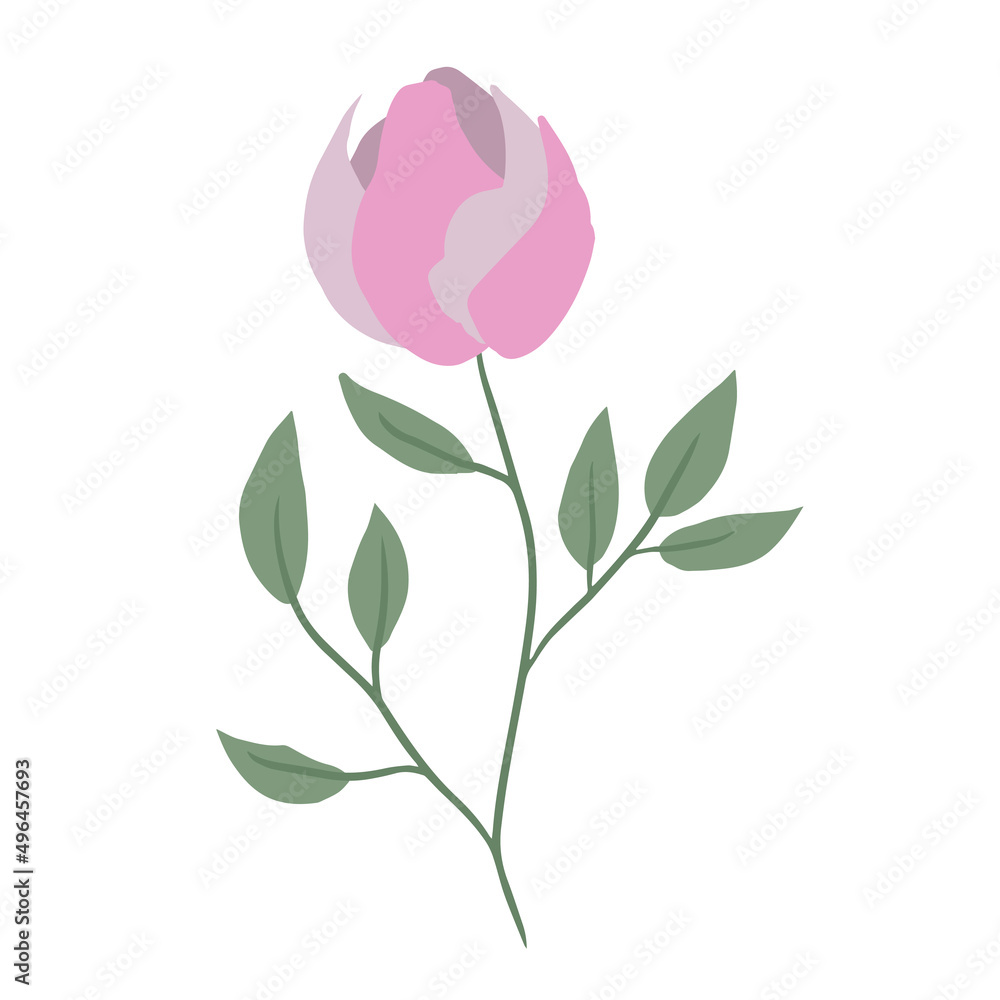 Lovely pink peony flower. Minimalist plant in gentle colors