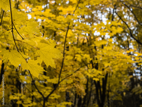 autumn bright yellow leaves, blurred background