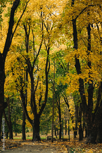 colorful autumn park, yellow foliage on trees