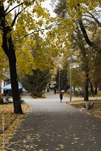 colorful autumn park, yellow foliage on trees